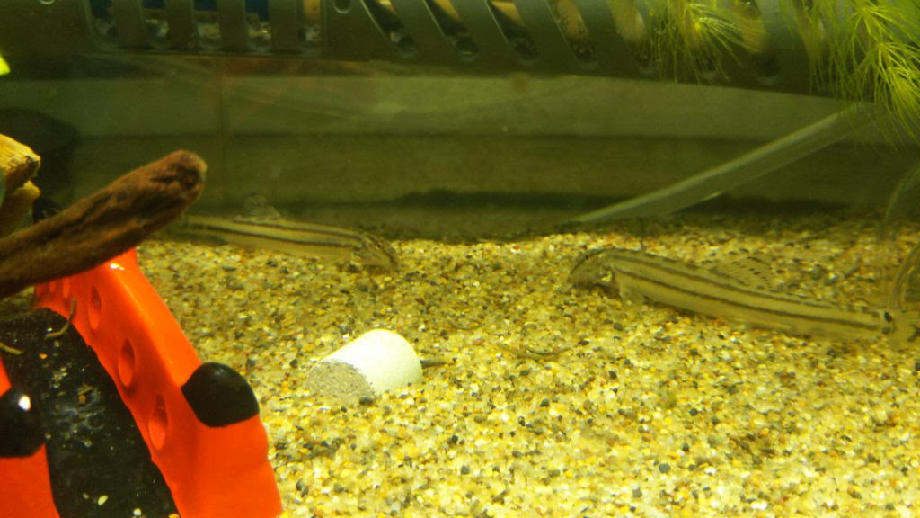 スジシマドジョウの飼い方 アクアリウムに熱を燃やす