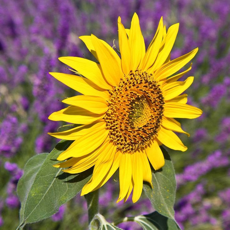 Tournesol : semis, plantation et conseils daposentretien