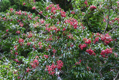 ゴンズイ 植物 種子島の樹木 花木 ふるさと種子島