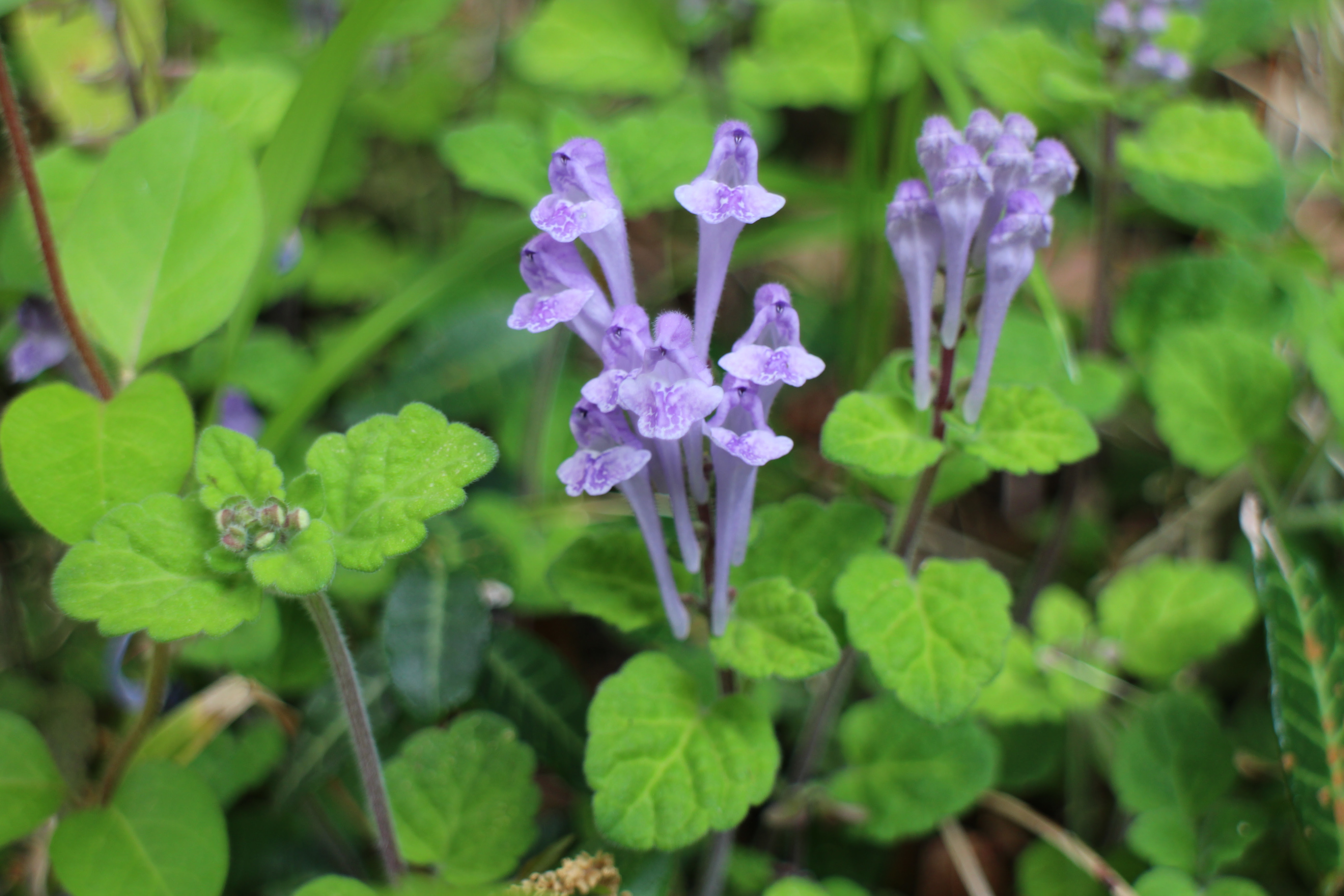 花言葉は 私の命を捧げます スタッフブログ 大田区立伊豆高原学園