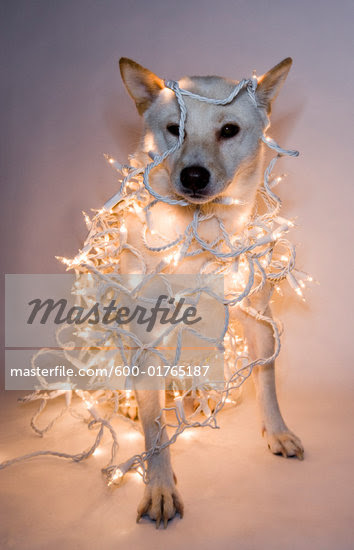 wrapped in christmas lights photography. Dog Wrapped in Christmas Lights Stock Photo - Royalty-Free, Artist: TSUYOI,