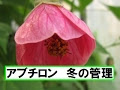 いろいろ アブチロン 剪定 269668-アブチロン 剪定 方法