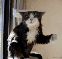 shake it!