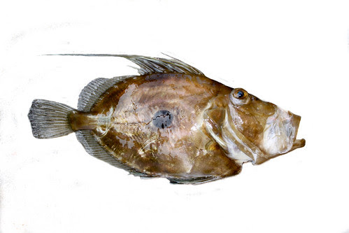 Zeus faber  - John Dory