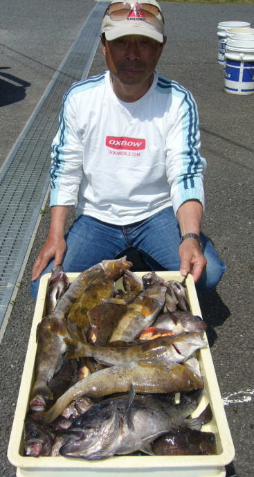 大漁のホッケとアイナメ 秋田県男鹿半島の釣船 おが丸