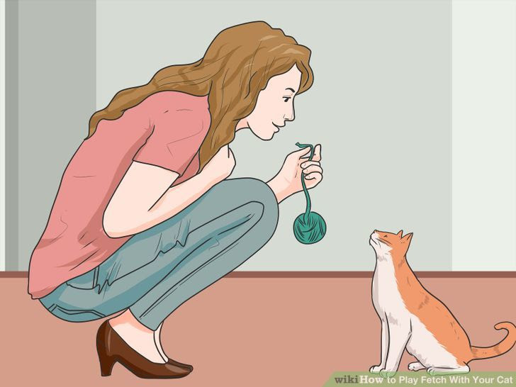 Play Fetch With Your Cat Step 6 Version 3.jpg