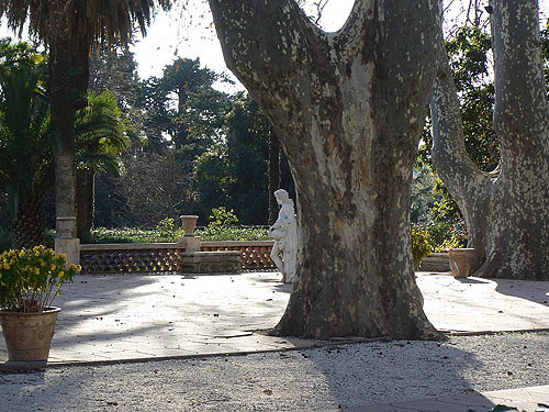 platanes de l'Aumérade.jpg