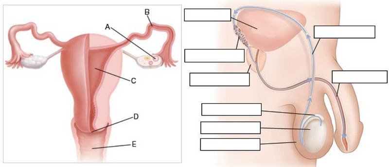 Vagina, Cervix, Uterus, Ovary, Fallopian Tube, Scrotum, T...