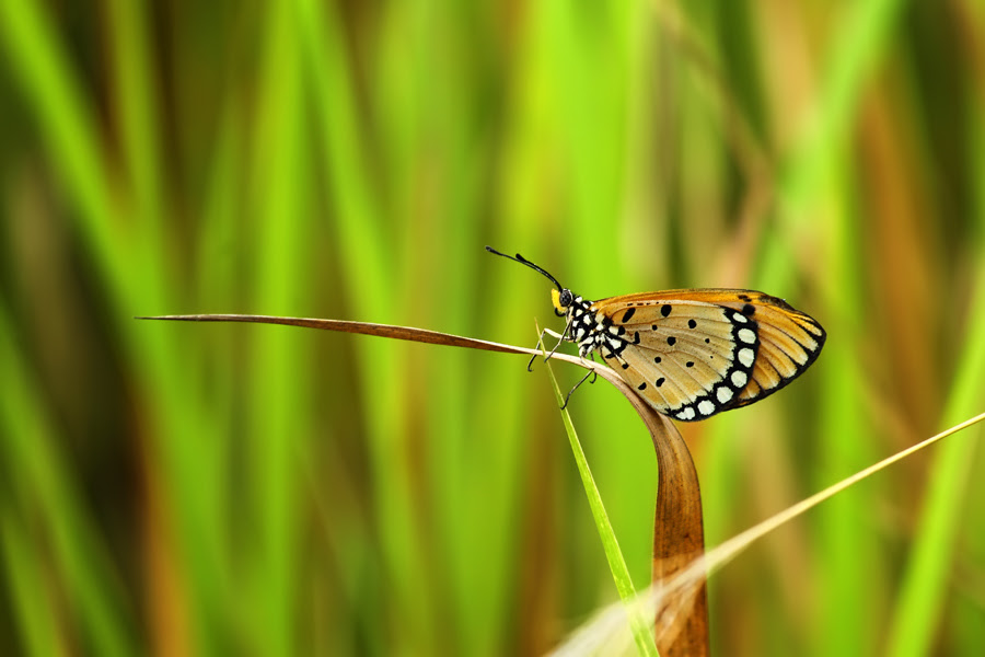 500px favs, rg443