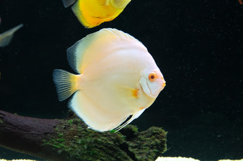 ディスカスがポップアイになった 原因や治療方法は 熱帯魚 淡水魚 海水魚の図鑑