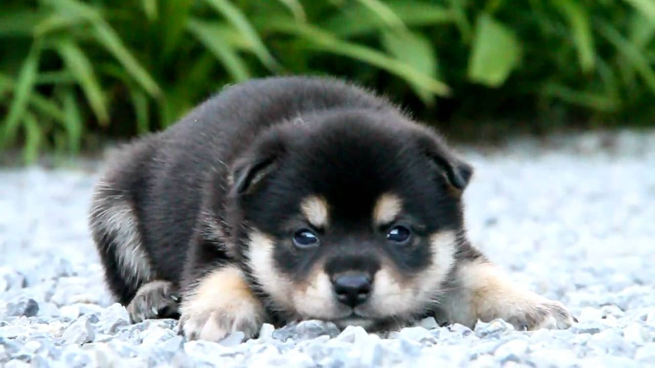 柴犬の画像 原寸画像検索