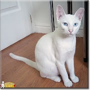 17+ Puspin Cat