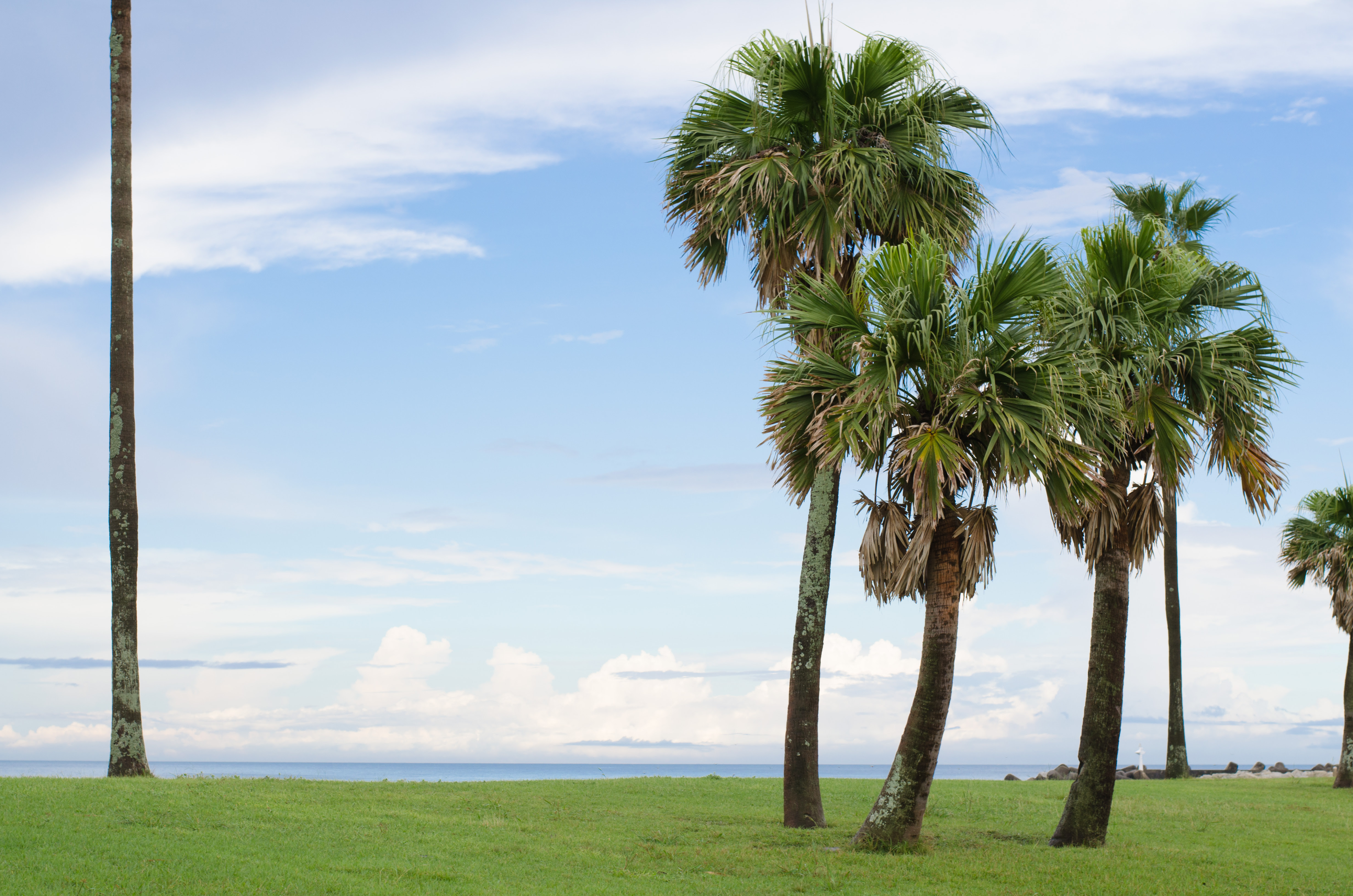 ヤシの木 商用利用可能なフリー写真素材 Turbo X