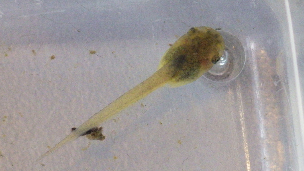 自然戦隊マガレンジャー 活動日記 田んぼの生き物調査