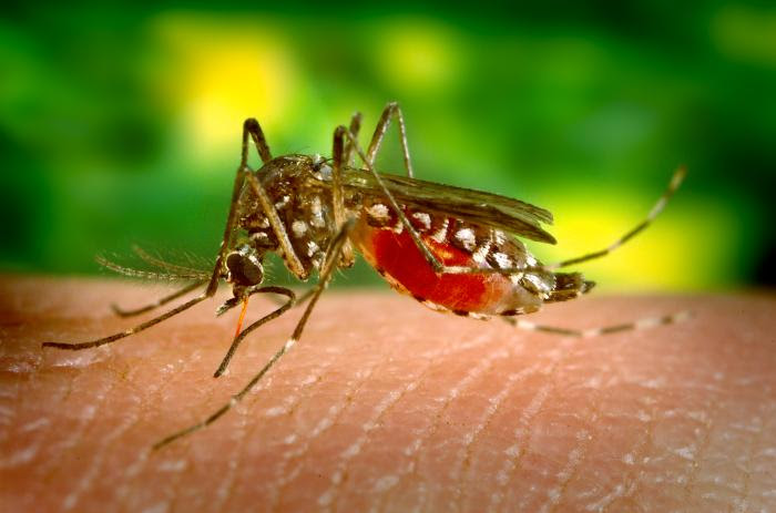 Aedes aegypti mosquito