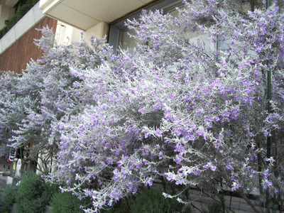 Nico Cafe通信 エレモフィラ 二ベア