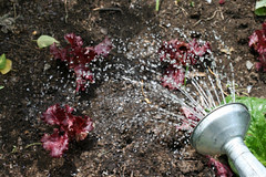 fall seedlings 012