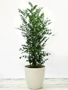 シルクジャスミンの育て方 自然と暮らす 観葉植物