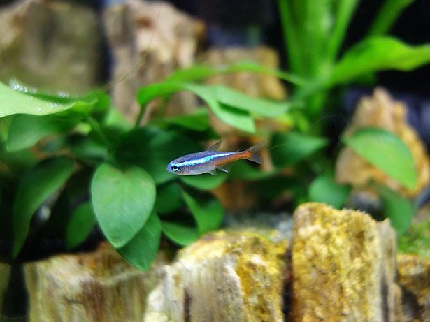 熱帯魚はじめました ヒコザレポート