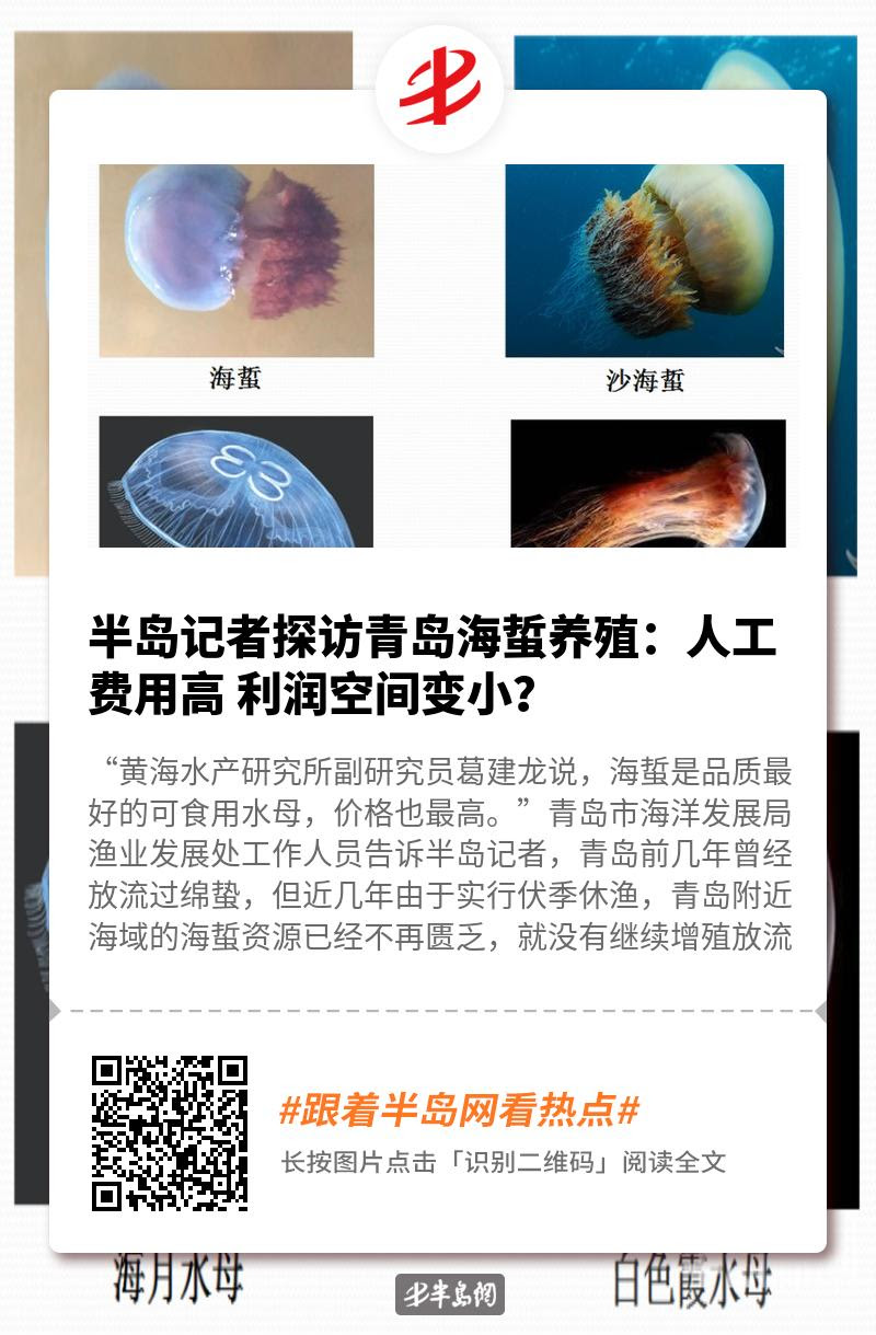 半岛记者探访青岛海蜇养殖 人工费用高利润空间变小 半岛网