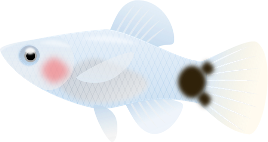 ミッキーマウスプラティ 白 メス のイラスト 無料イラスト素材 ちいさないきもの