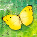 Butterfly - freebie :)