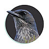 Treebird Branding Blog