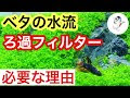 √1000以上 小型水槽 エアレーション おすすめ 109945