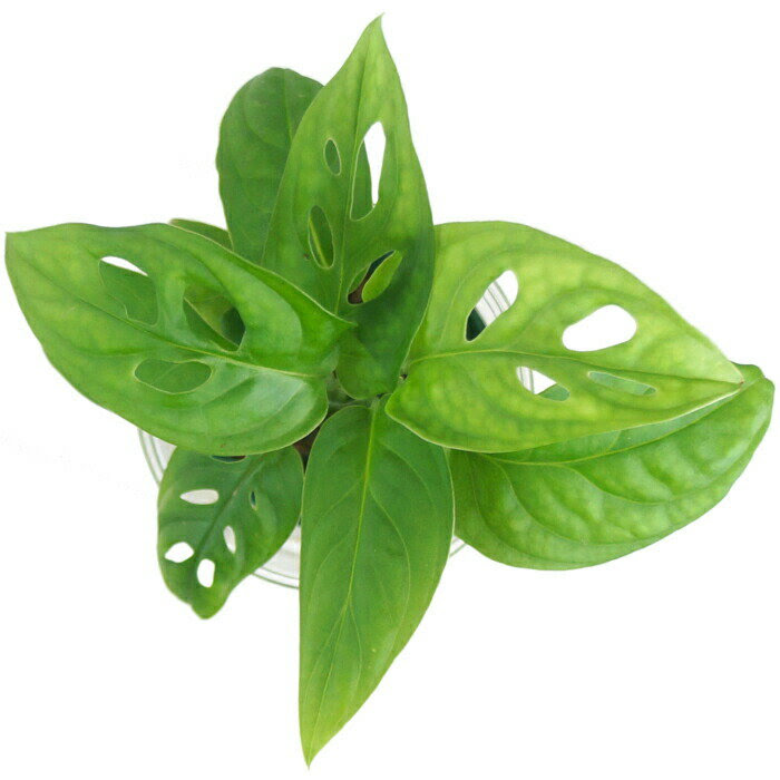 観葉植物 ハイドロカルチャー 苗 マドカズラ Mサイズ 6パイ 2寸 On Rakuten Store Shopping Assistant Deputy Service Japamart