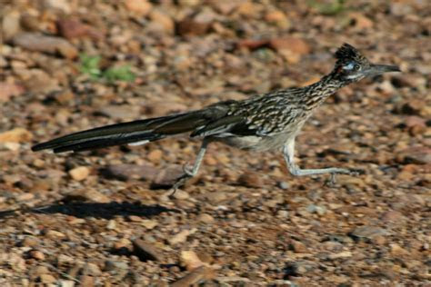 road runner