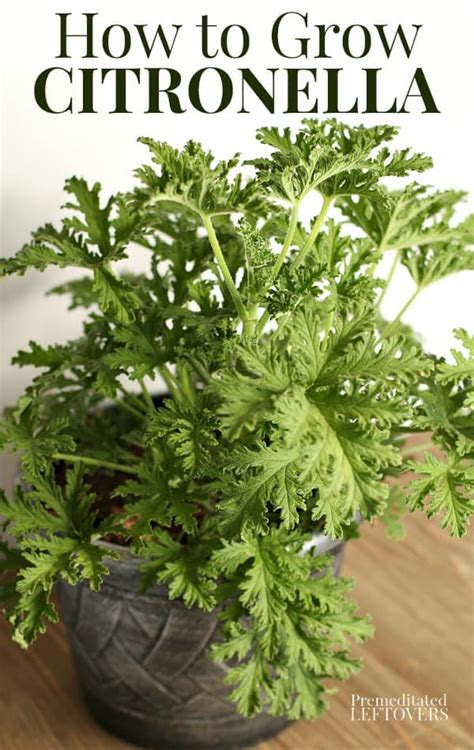 This herb has major gardening benefits,. How to Grow Citronella Plants in Your Yard or a Container