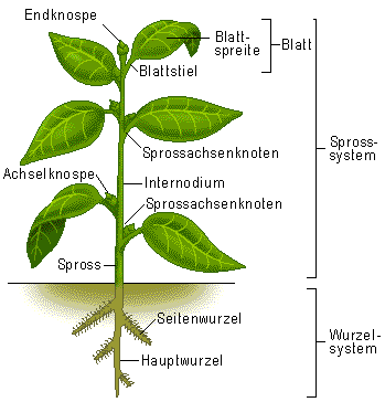plant13_d