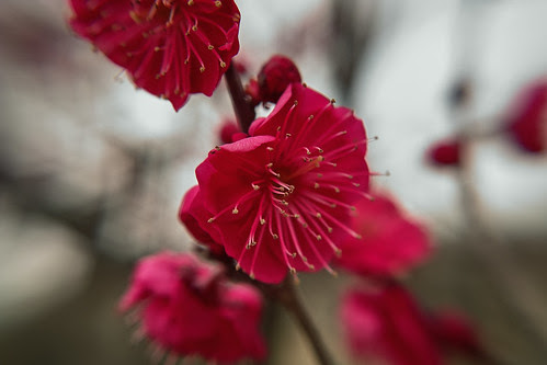 SDIM9098