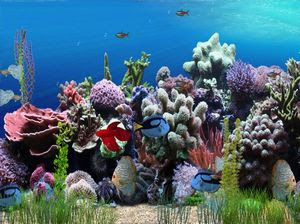 Fond d'écran Animé Aquarium