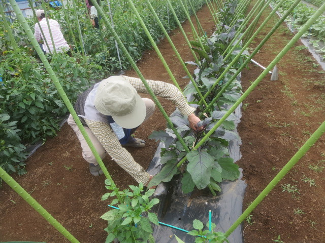 先週までの農作業 平成２７年 ５月１６日 土 ナス ピーマン支柱立て 誘引 果菜類の最後の支柱立てはナスです トンネルビニールは先週はずして 仮誘引しておきました 当農園は 主枝１本 側枝３本の４本仕立て で栽培します 主枝と側枝を