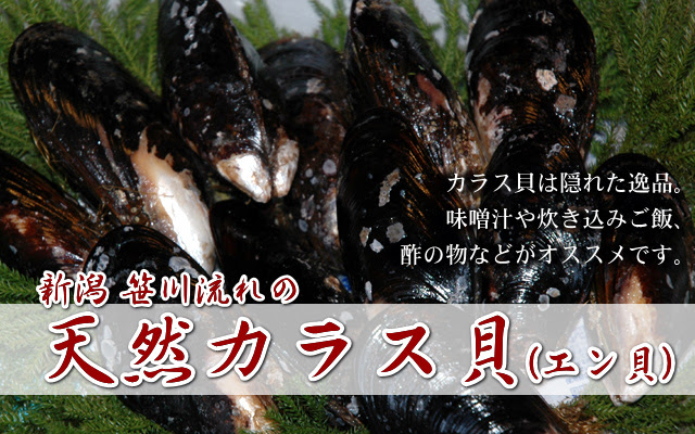 日本海 旬の味 天然 カラス貝 エン貝