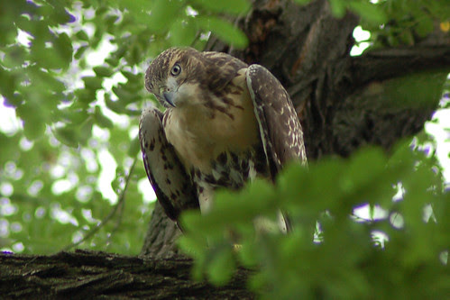 Cathedral Red-Tailed Hawks