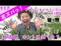 蚊取り 草 759787-蚊取り 草