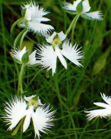 花 サギソウ 7月25日の花と花言葉 サギソウ 魅る魅るガーデニング