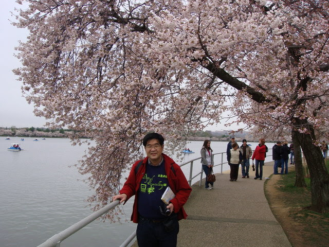 桜が満開のタイダルベイスン ワシントンｄｃ で 学びは最高のぜいたく Susono Digital Storytelling Lab日記