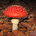 FLY AGARIC