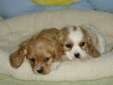Cavachon Puppies on Cocker Spaniel  Cockalier  Cockapoo  Cavachon     Puppies Here