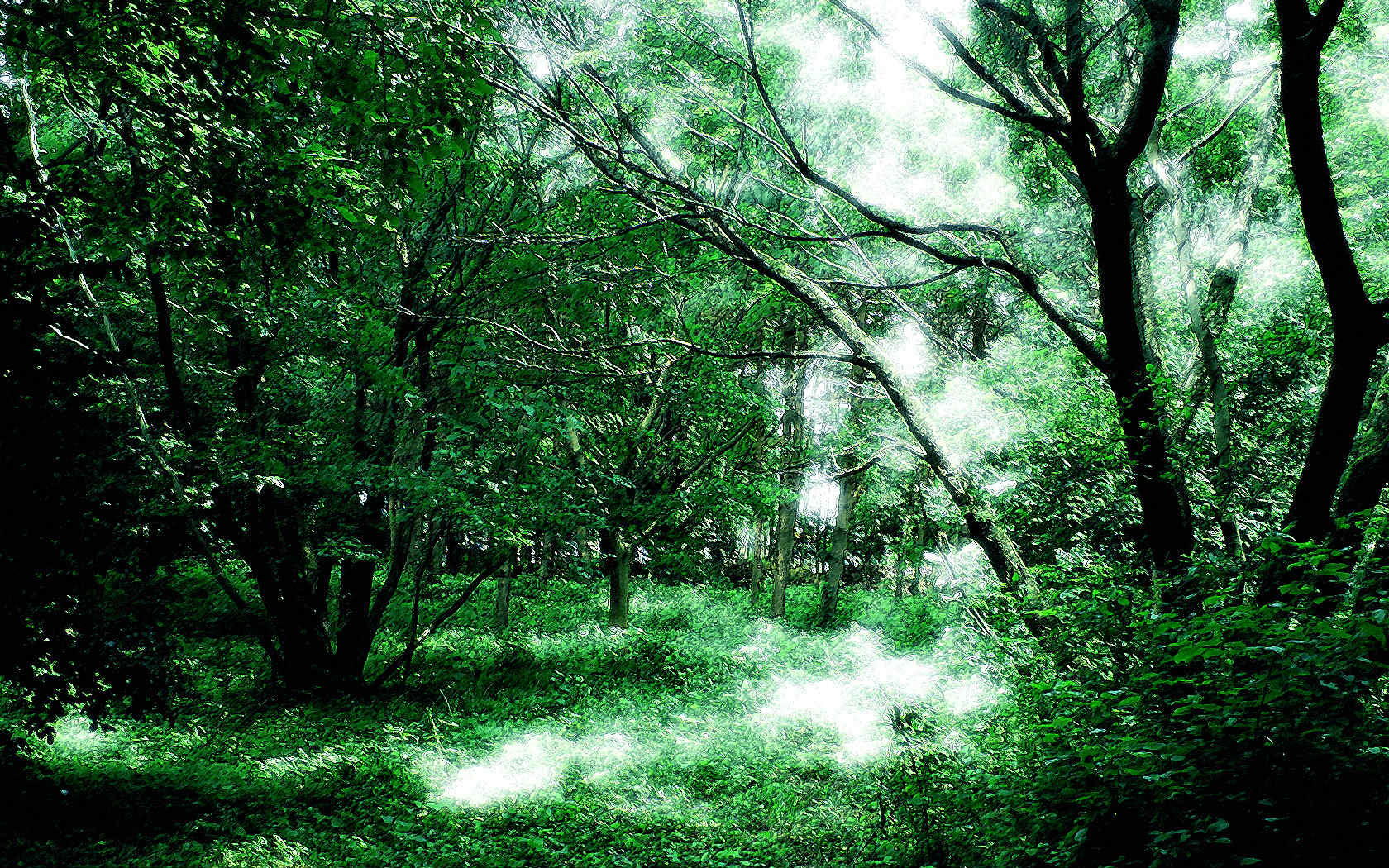すべての花の画像 Hd限定森 壁紙 Pc