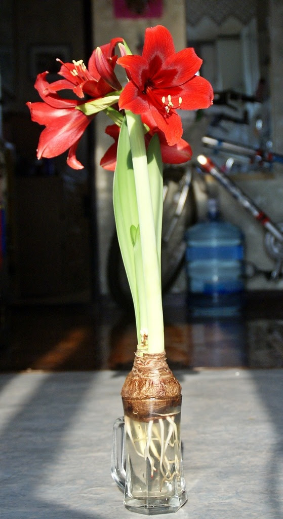 아마릴리스 amaryllis