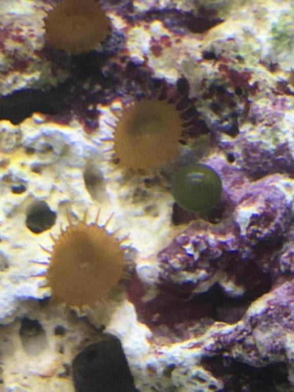 Click image for larger version Name: IMG_0324_1503541767591.jpg Views: N/A Size: 56.7 KB ID: 161842