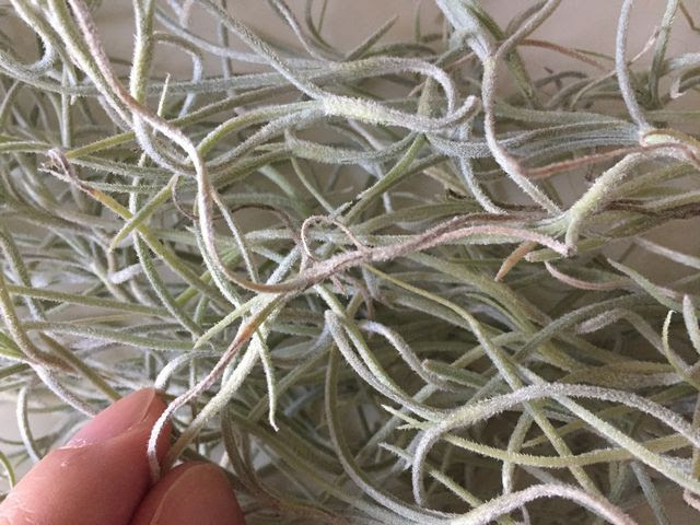 エアプランツ ウスネオイデスを枯らさない方法 観葉植物ブログ緑組 植物の育て方