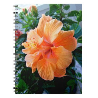 Peach Hibiscus Journals