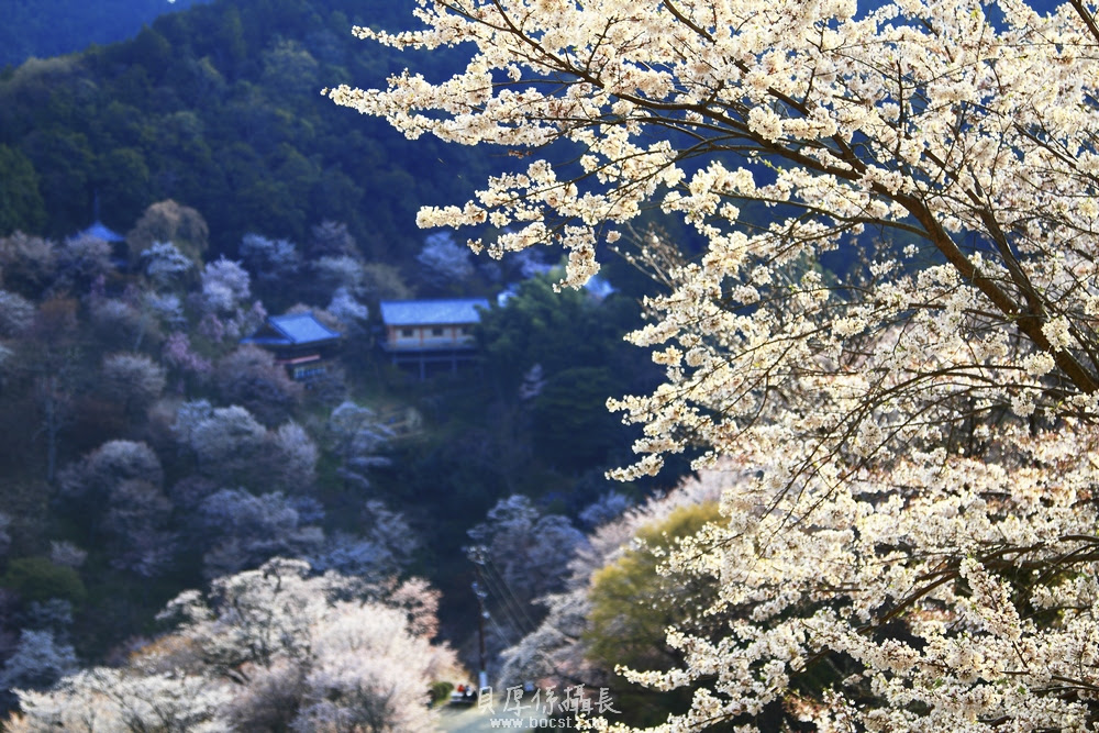 圖檔