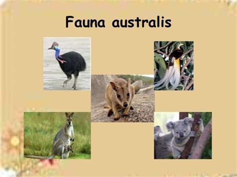 contoh fauna australis rajiman