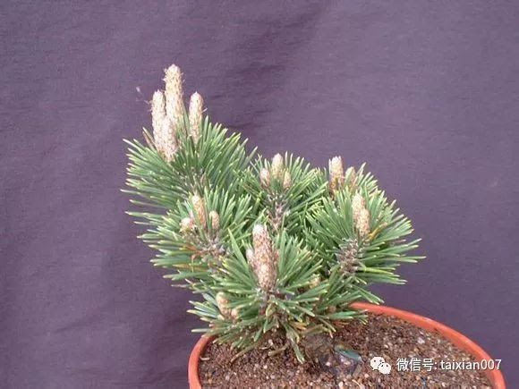 來學學怎麼區分松的品種 雪花新闻